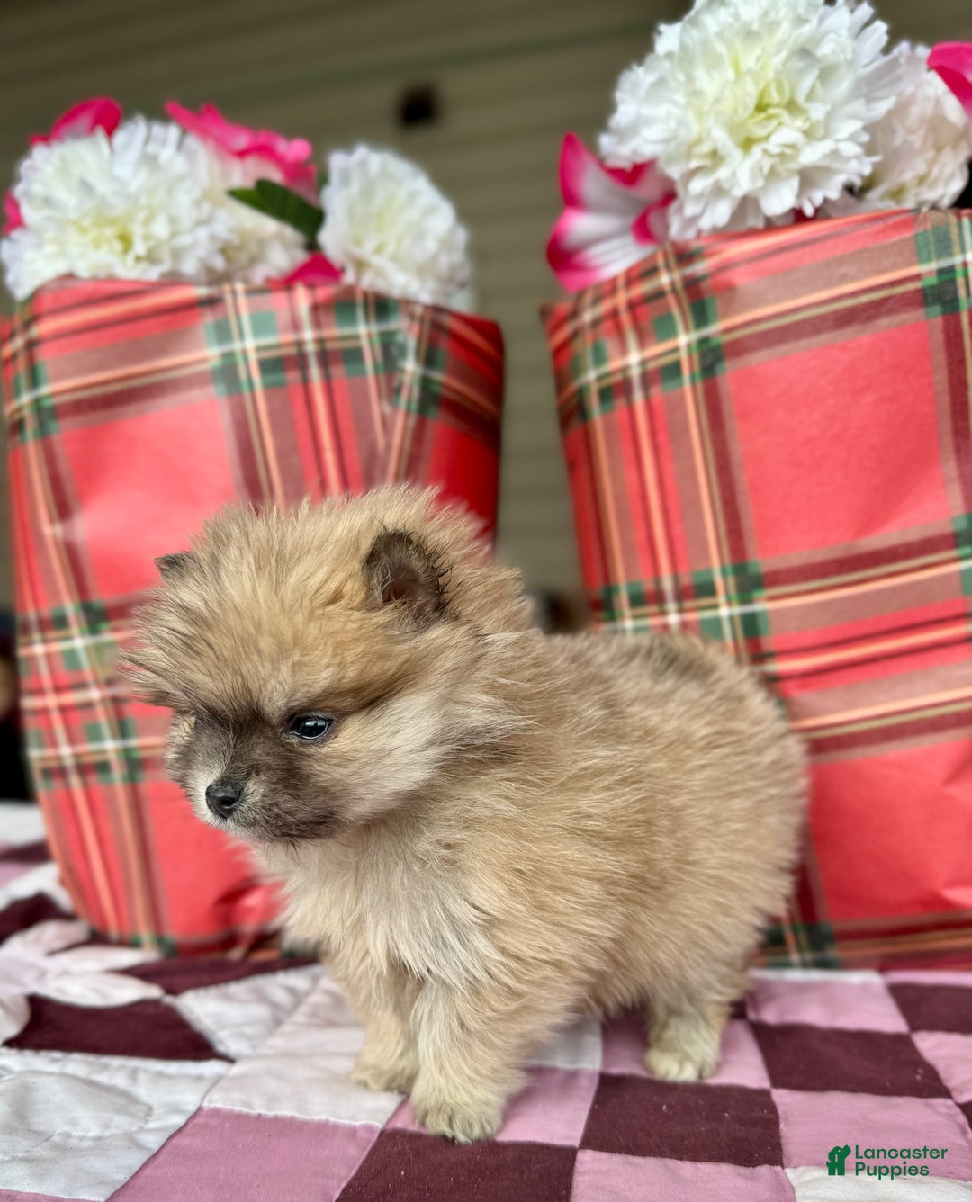 Pomeranian dogs for sale: Holly - Ad 5