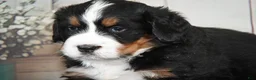 Bernese Mountain Dog dogs for sale: Mandy AKC - Ad 2