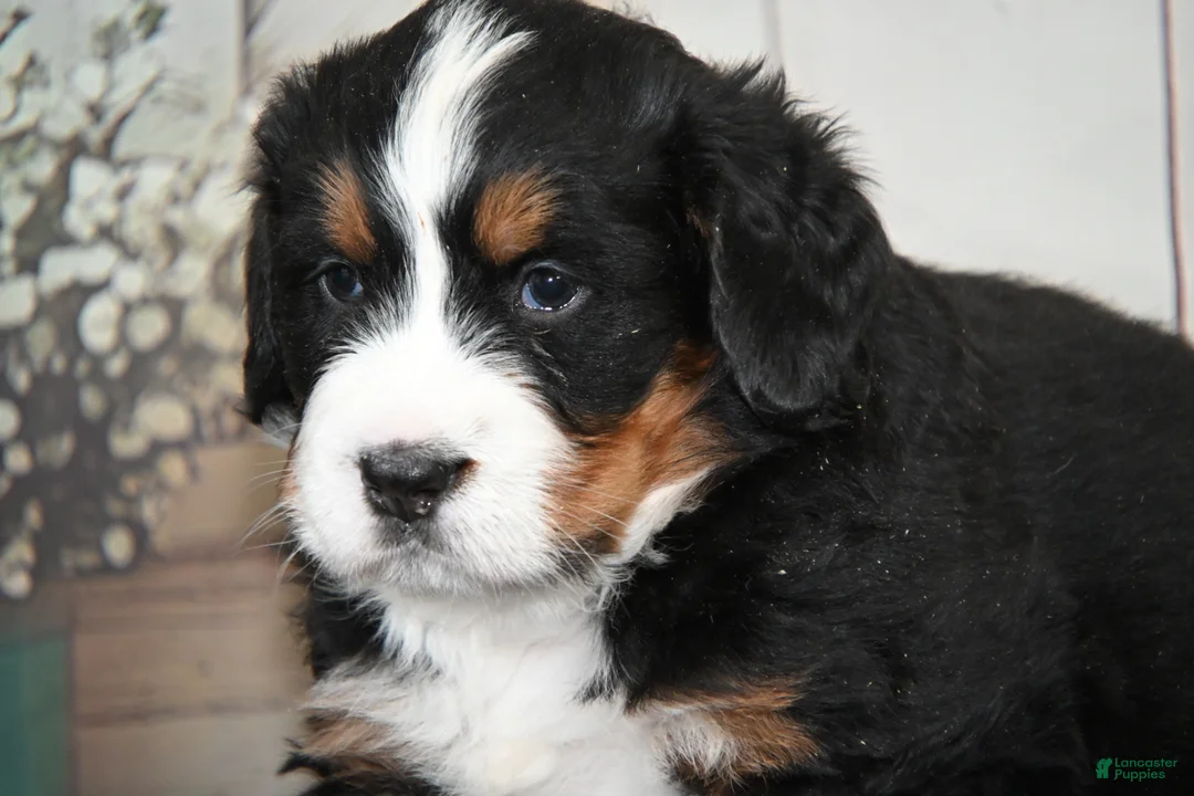 Bernese Mountain Dog dogs for sale: Mandy AKC - Ad 2