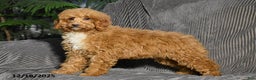 Miniature Poodle dogs for sale: Kalyn - Ad 3