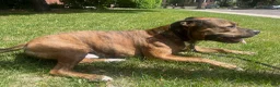 American Pit Bull Terrier dogs for stud: Sekhmet's Kennel - Ad 8