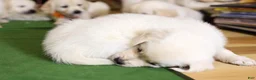Golden Retriever dogs for sale: Chicory - Ad 49