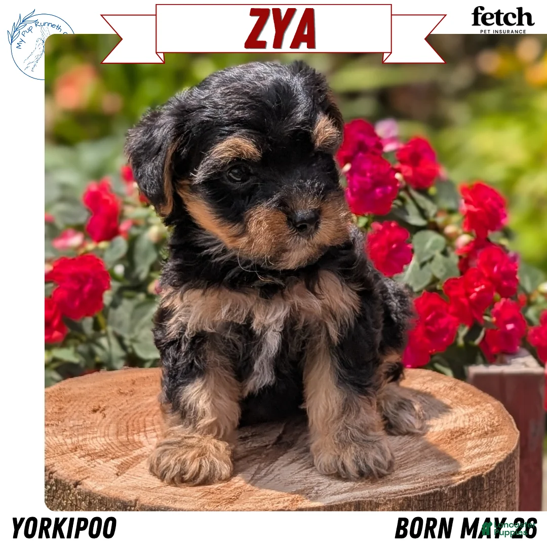 Yorkiepoo dogs for sale: Zya - Ad 1