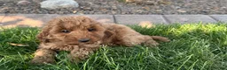 Cockapoo dogs for stud: Cockapoo 4 puppies - Ad 26