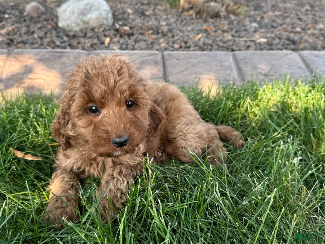 Cockapoo dogs for stud: Cockapoo 4 puppies - Ad 26
