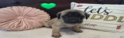 English Mastiff dogs for sale: Green Collar - Ad 1