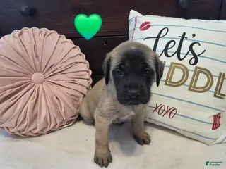 English Mastiff dogs Green Collar - Ad 19