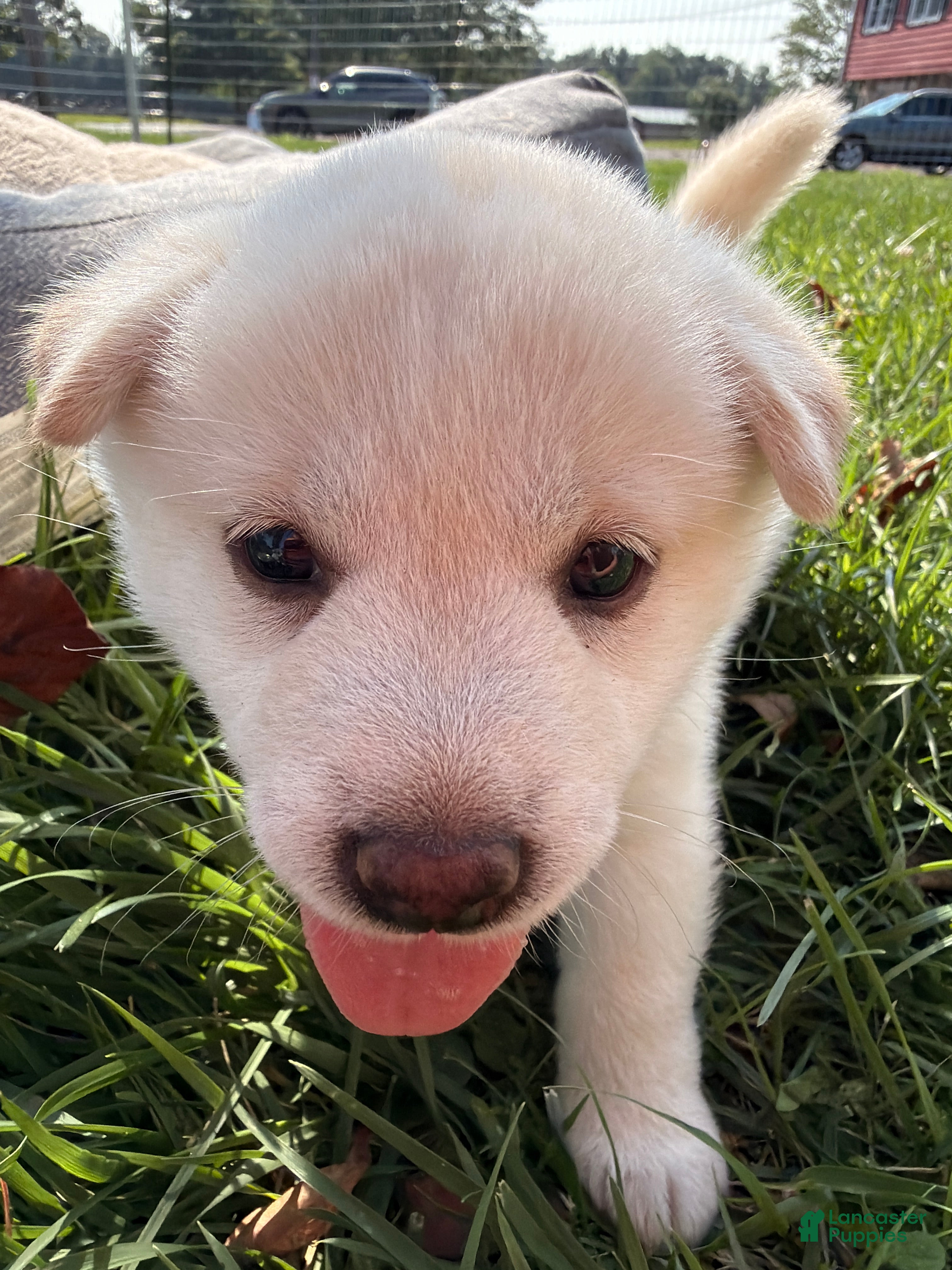 Shiba Inu dogs Luna - Ad 2