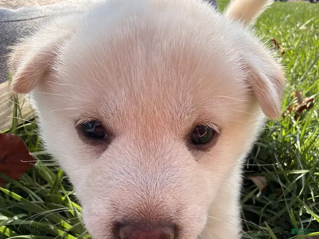 Shiba Inu dogs for sale: Luna - Ad 2