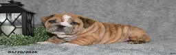 English Bulldog dogs for sale: Zane - Ad 4