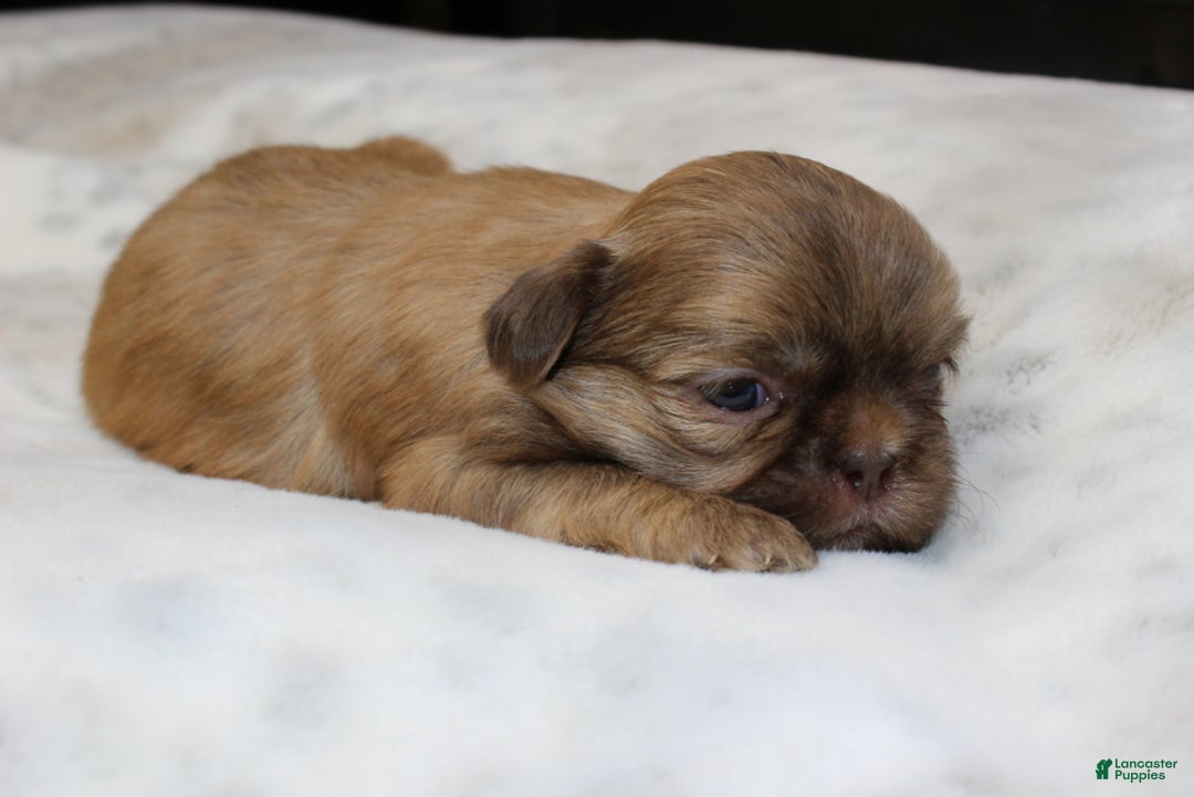 Shih Tzu dogs for sale: Mia - Ad 4