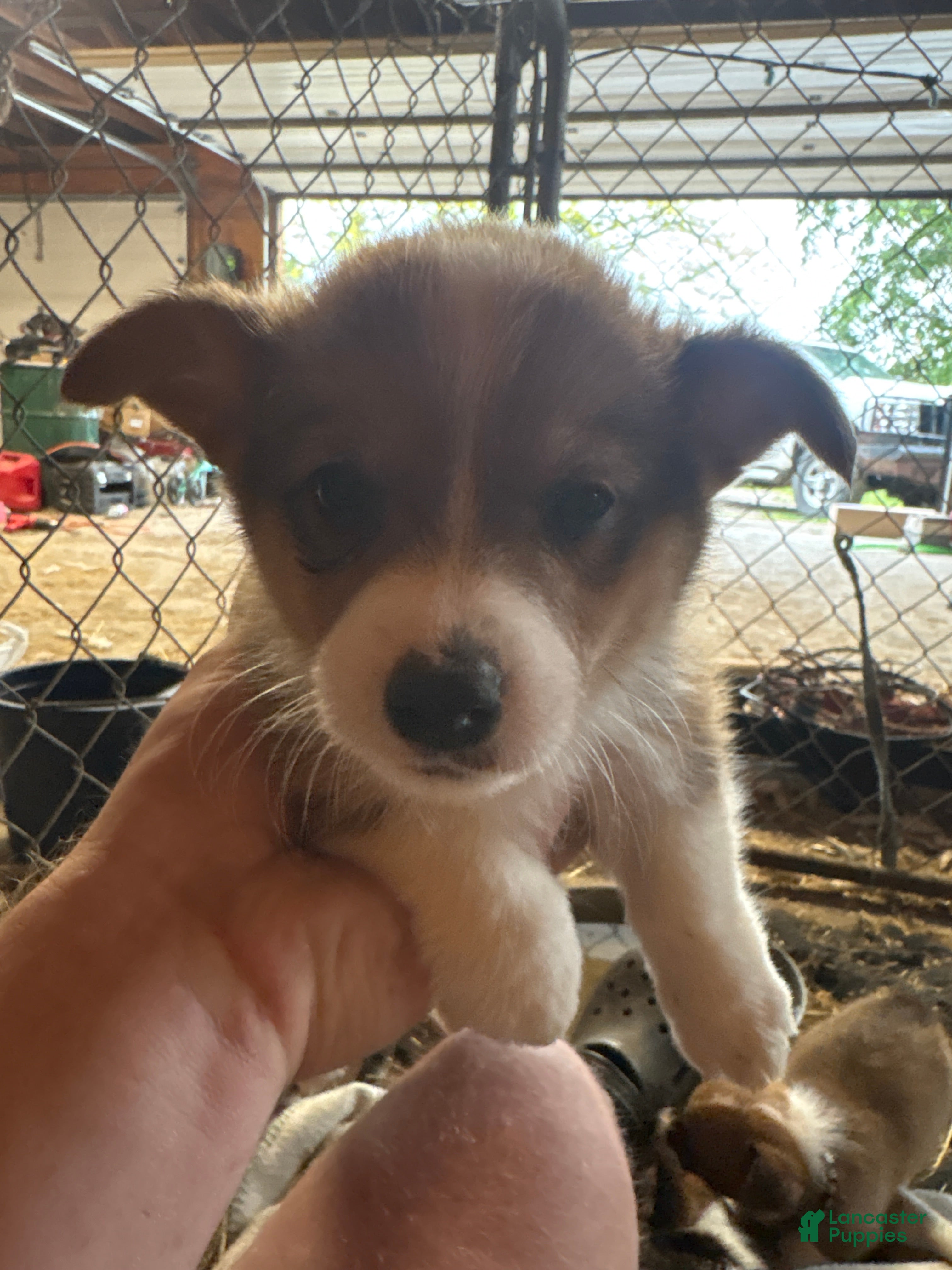 Welsh Corgi Pembroke dogs for sale: Welsh Corgi Pembroke 3 - Ad 2