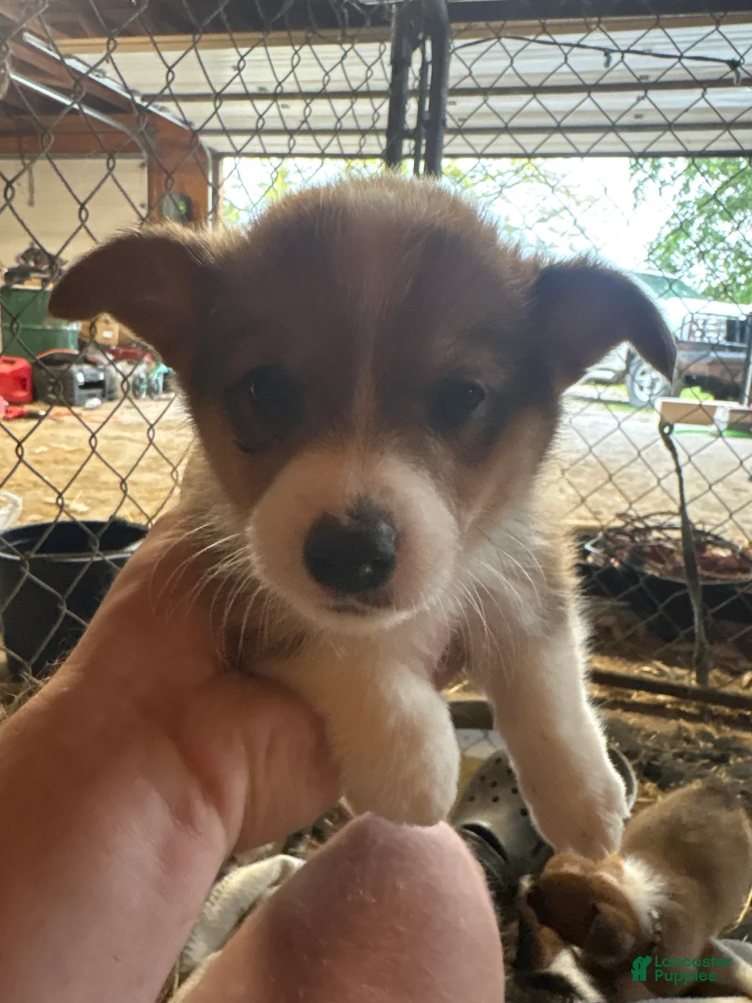 Welsh Corgi Pembroke dogs for sale: Welsh Corgi Pembroke 3 - Ad 1