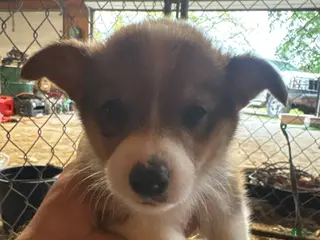 Welsh Corgi Pembroke dogs for sale: Welsh Corgi Pembroke 3 - Ad 2