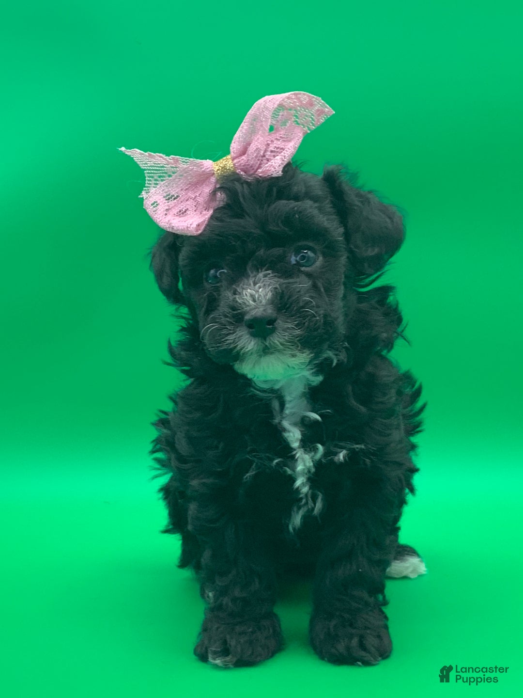 Toy Poodle dogs for sale: becky - Ad 2