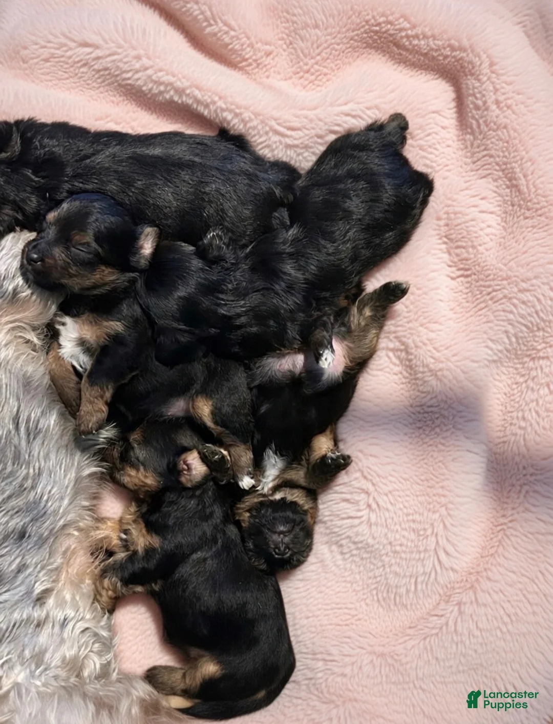 Yorkiepoo dogs for sale: Yorkiepoo Puppy 4 - Ad 5