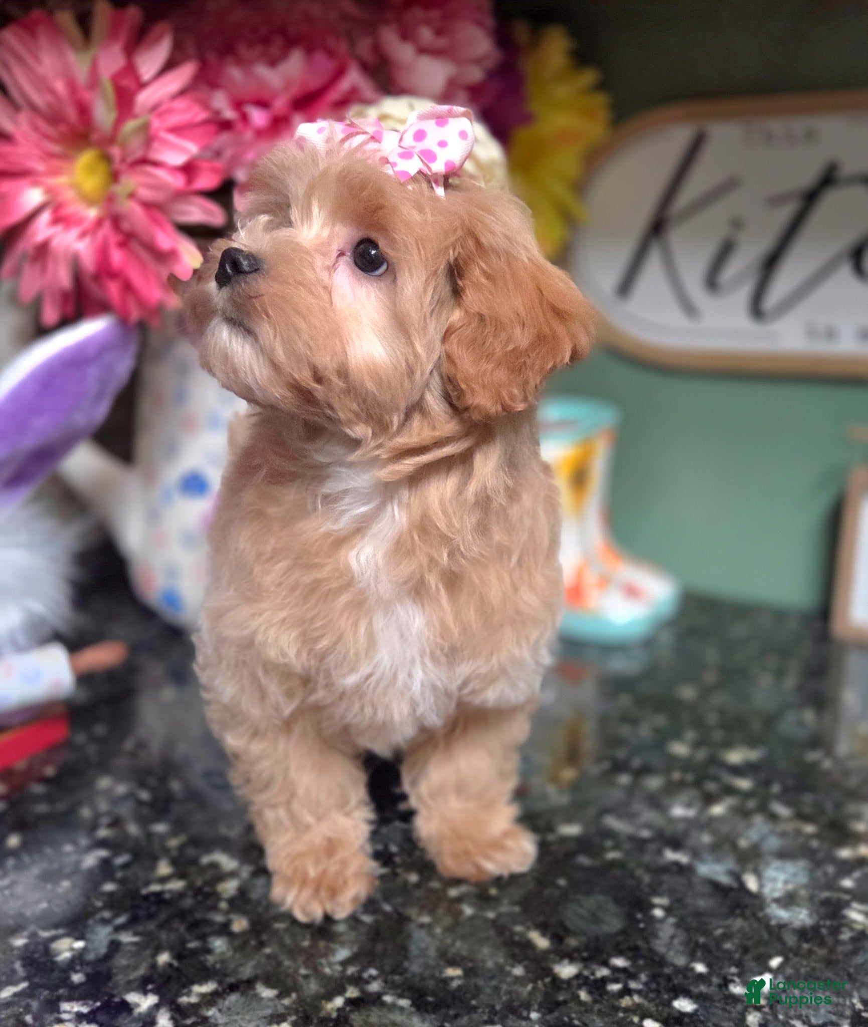 Shihpoo dogs Gracie  - Ad 1