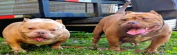 American Bully dogs for sale: American Bully Puppy 3 - Ad 6