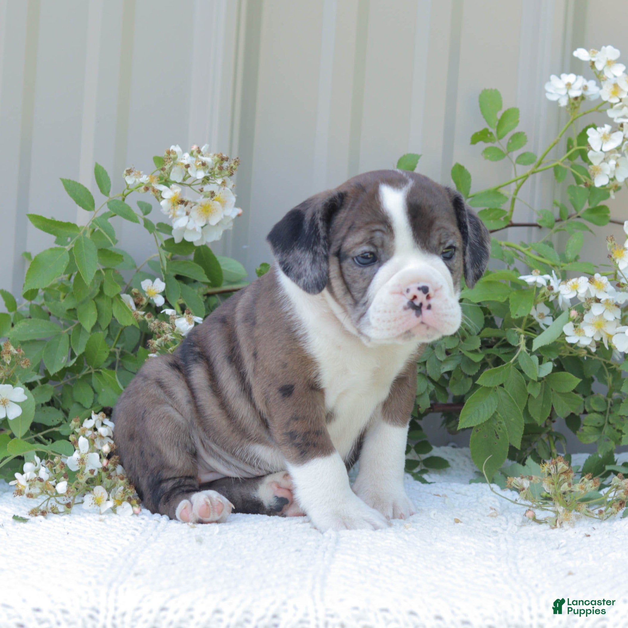 English Bulldog dogs Jenny - Ad 2