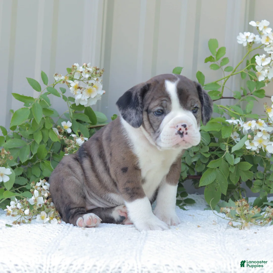 English Bulldog dogs for sale: Jenny - Ad 2