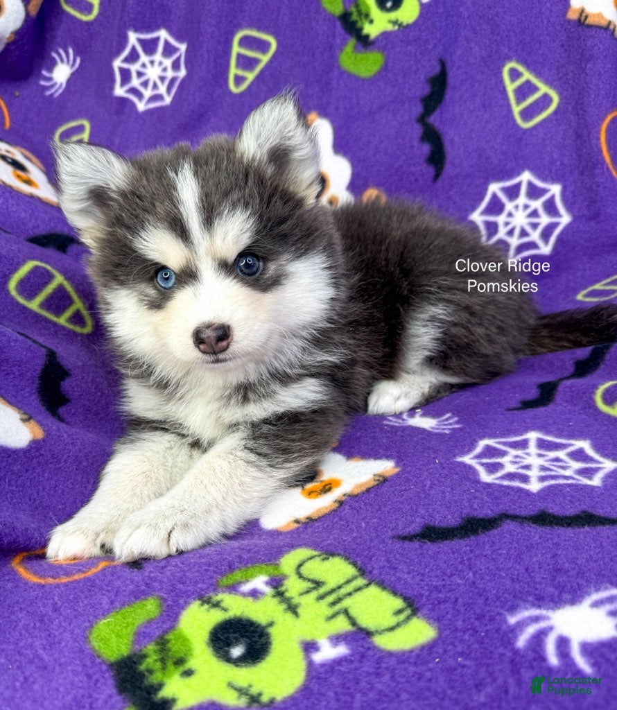Pomsky dogs for sale: Encino - Ad 1