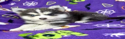 Pomsky dogs for sale: Encino - Ad 1