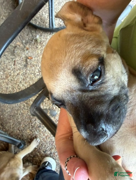 Black Mouth Cur dogs Black Mouth Cur 6 - Ad 1