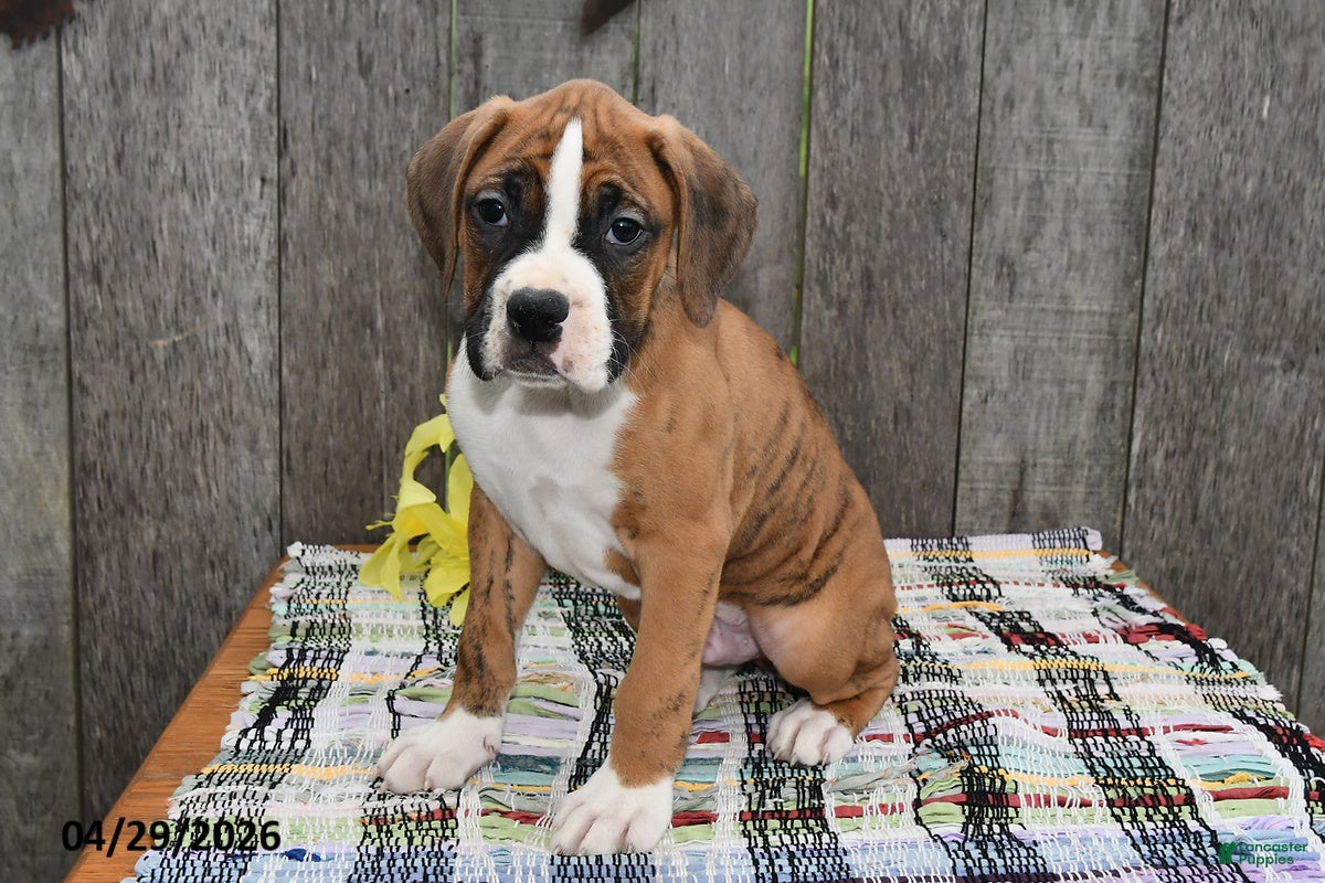 Boxer dogs Ben - Ad 1