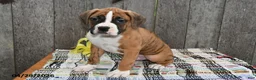 Boxer dogs for sale: Ben - Ad 1