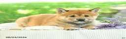 Shiba Inu dogs for sale: Slate - Ad 3