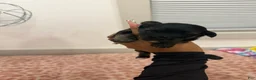 Yorkshire Terrier dogs for sale: Puppy6 Male - Ad 1