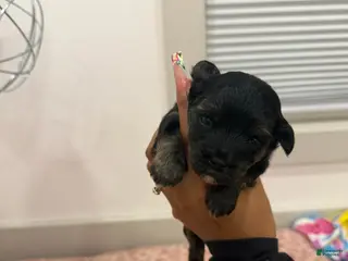 Yorkshire Terrier dogs for sale: Puppy6 Male - Ad 1