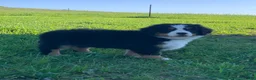 Bernese Mountain Dog dogs for sale: Fern - Ad 8