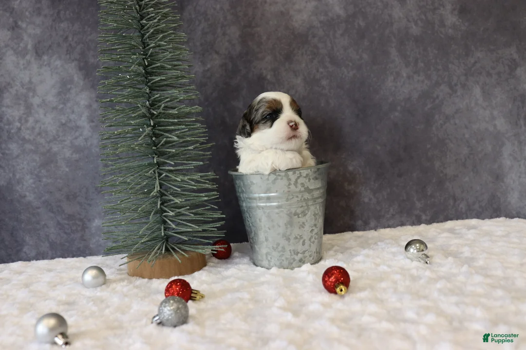 Shihpoo dogs for sale: Parker - Ad 10