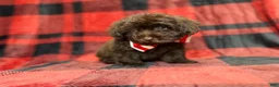 Shihpoo dogs for sale: Bryant - Ad 4