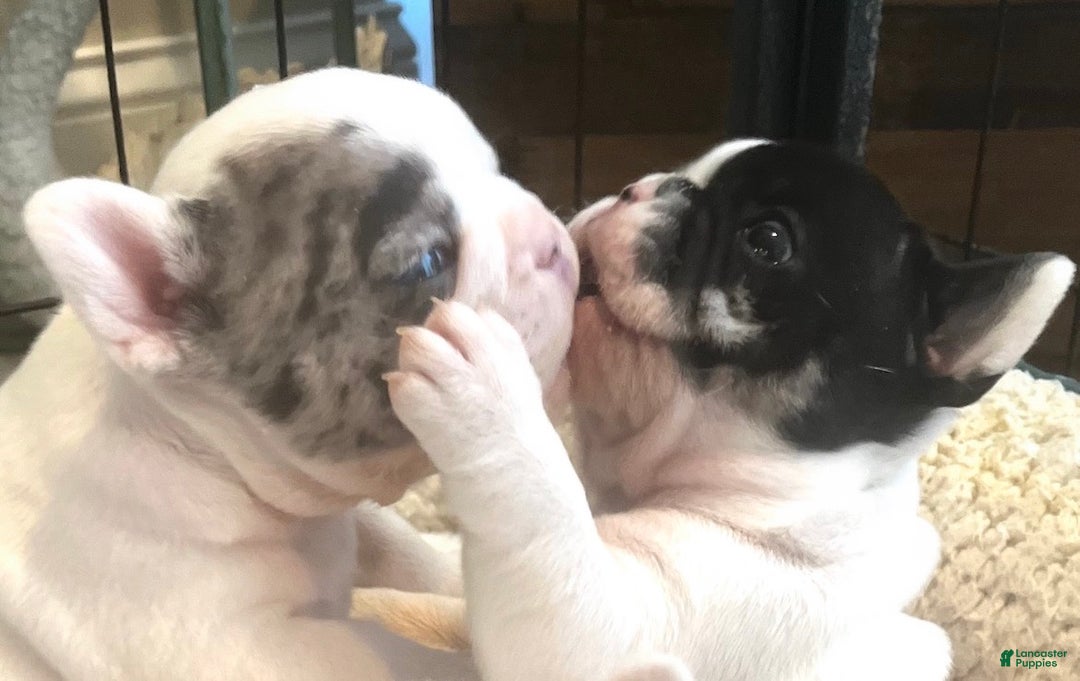 French Bulldog dogs for sale: Cajun - Ad 3