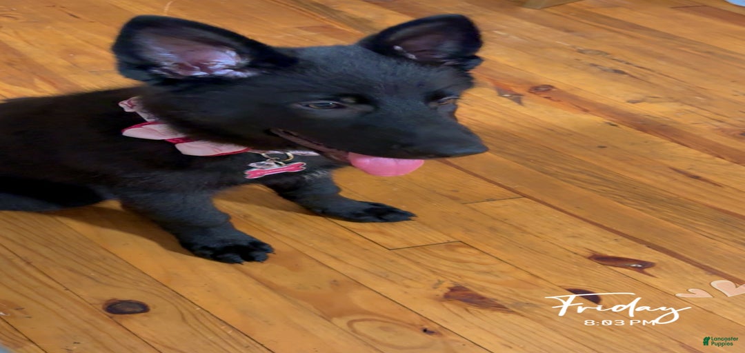 Gallery Image {{count}}