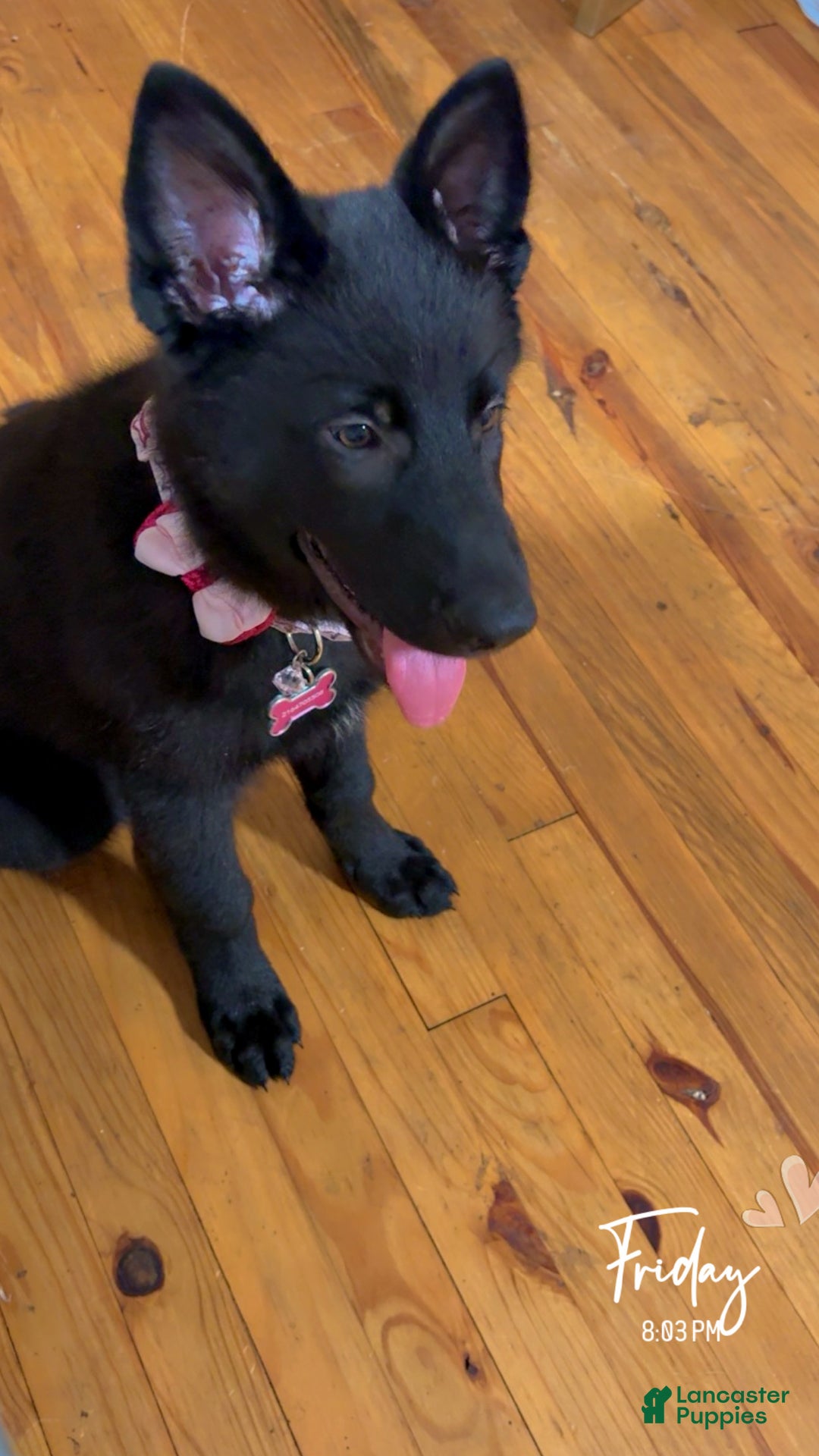 Gallery Image {{count}}