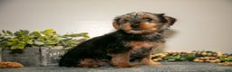 Yorkshire Terrier dogs for sale: Aaron - Ad 3