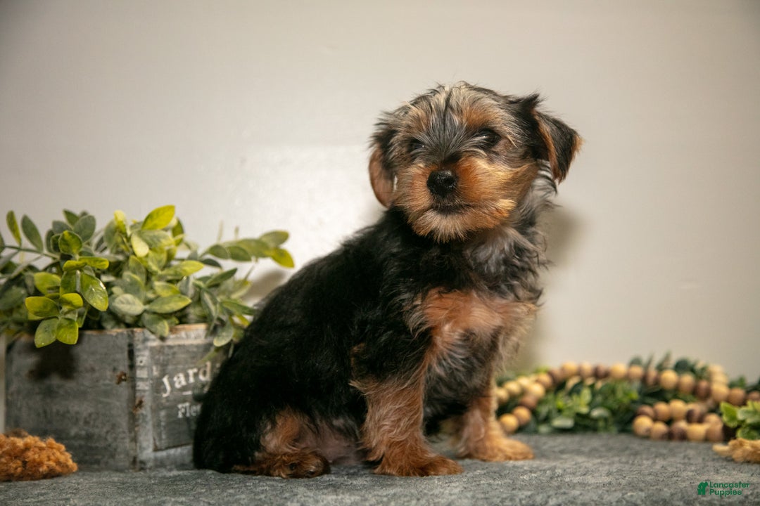 Yorkshire Terrier dogs for sale: Aaron - Ad 3