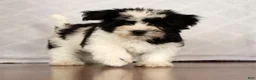 Havanese dogs for sale: Scott - Ad 4