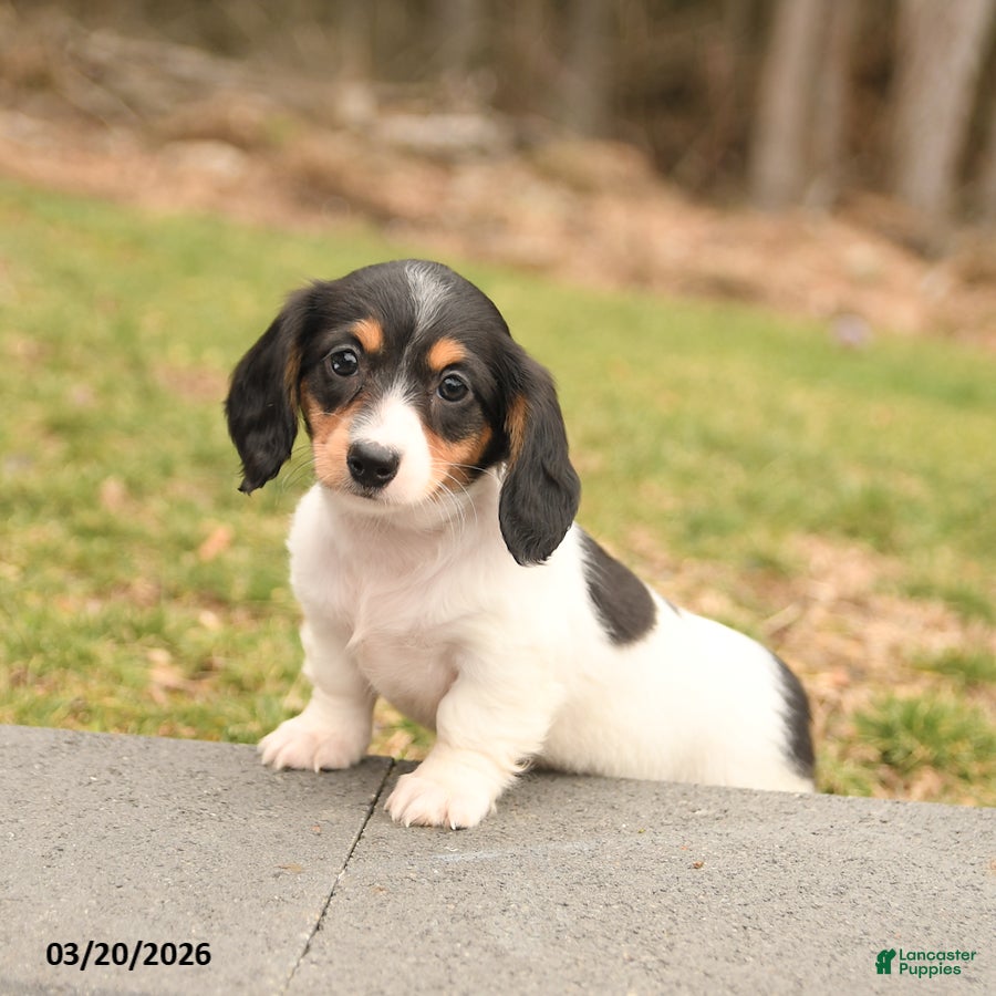 Miniature Dachshund dogs Pansy - Ad 1