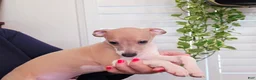 Italian Greyhound dogs for sale: Santiago - Ad 6