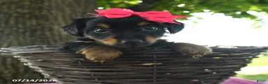 Tabitha
