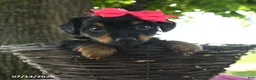 Yorkshire Terrier dogs for sale: Tabitha - Ad 1