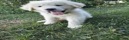 Great Pyrenees dogs for sale: Quincy - Ad 3