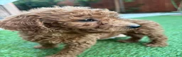 Standard Poodle dogs for sale: Daisy - Ad 12