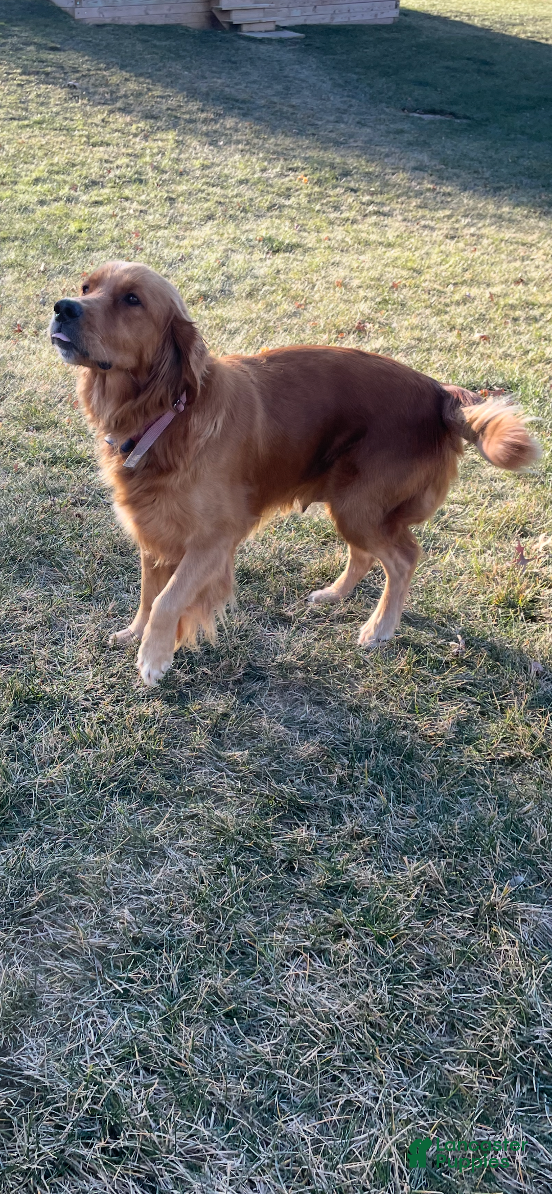 Golden Retriever dogs for sale: Male Pup 1 - Ad 8