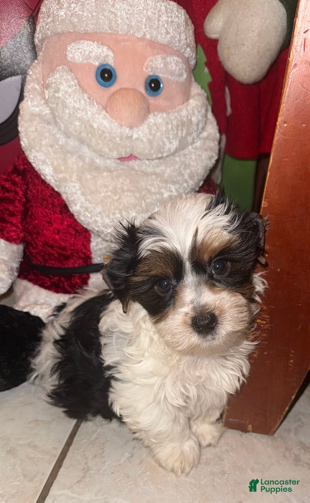 Yorkshire Terrier dogs for sale: Yorkshire Terrier Puppy 1 - Ad 4