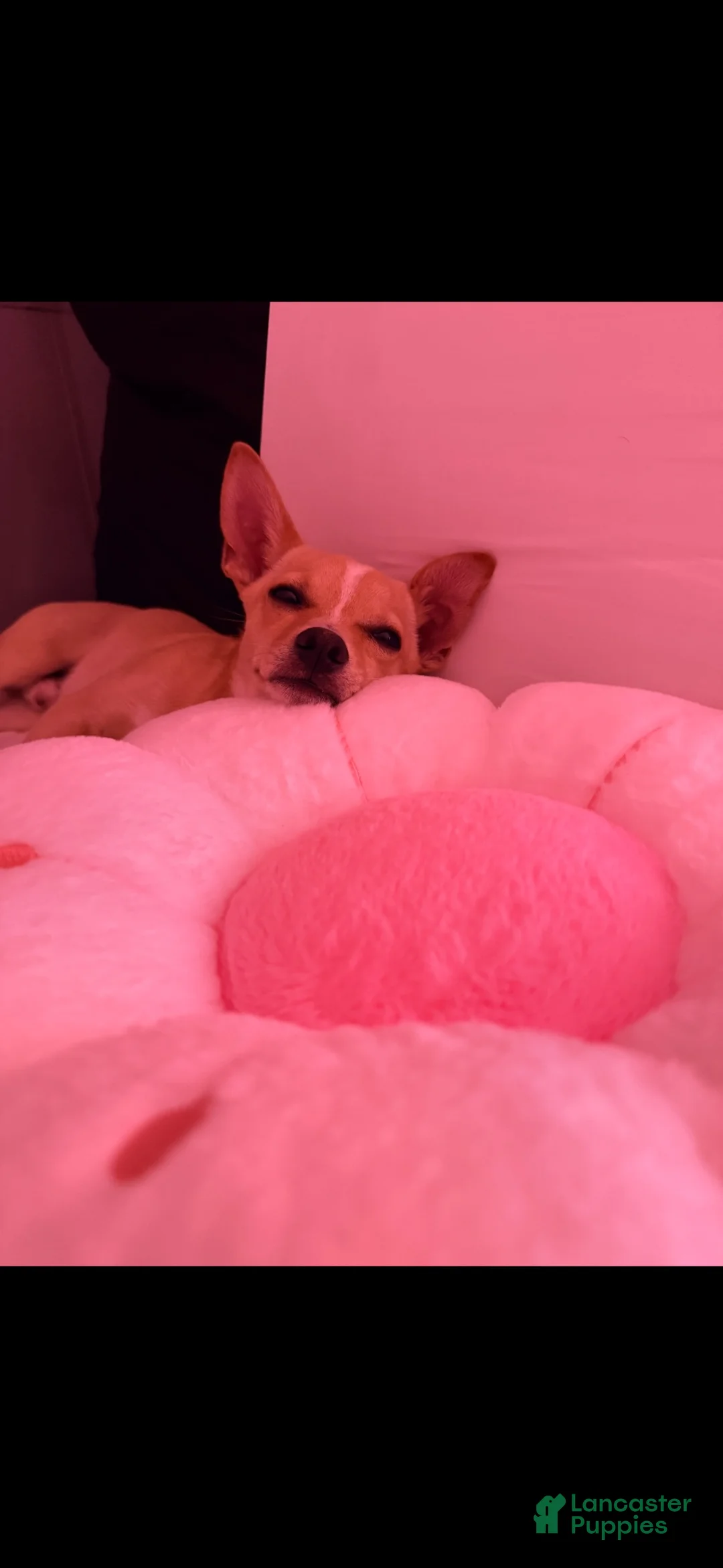 Chihuahua dogs for sale: Chopper - Ad 5